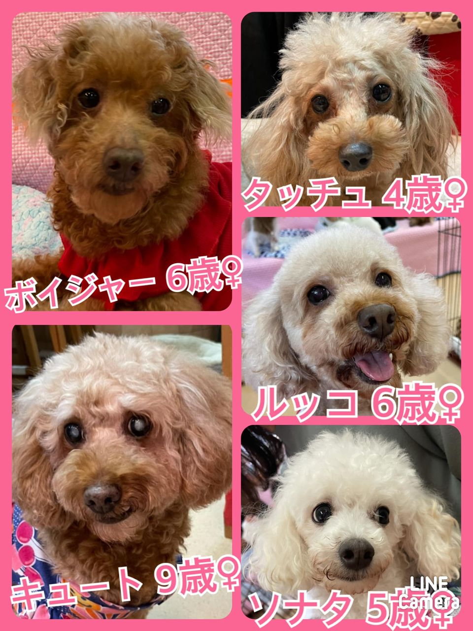 🐾今日の里親様募集中ワンコ🐶メンバーです🐾2021,9,11